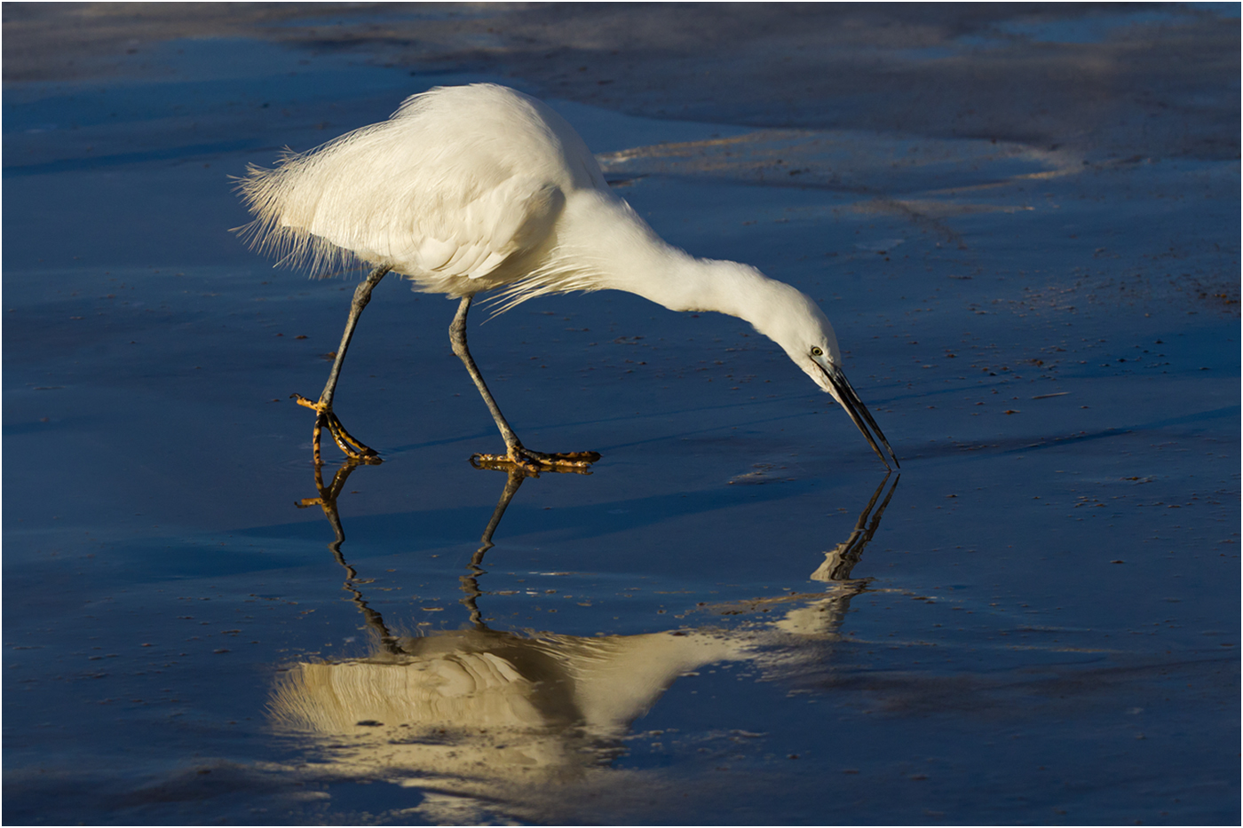 133 Little Egret.jpg