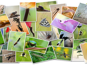 Environnement : stratégie nationale biodiversité 2030