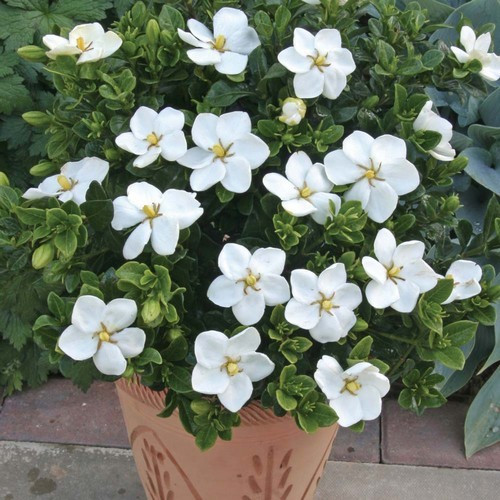 Réf B030102: Gardenia