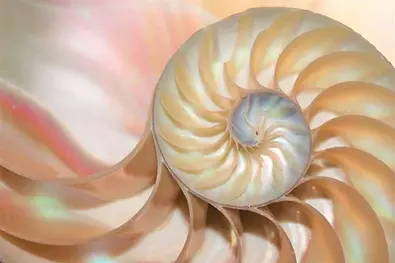 depositphotos_147229295-stock-photo-nautilus-shell-fibonacci-symmetry-cross.jpg