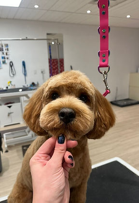 IMG_6181.jpeg