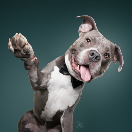 Amstaff da' la zampa in studio - fotografia di cani Roma