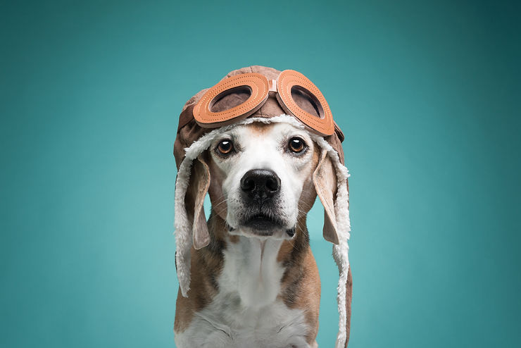Beagle che indossa un berretto da aviatore su sfondo celeste durante uno shooting in studio