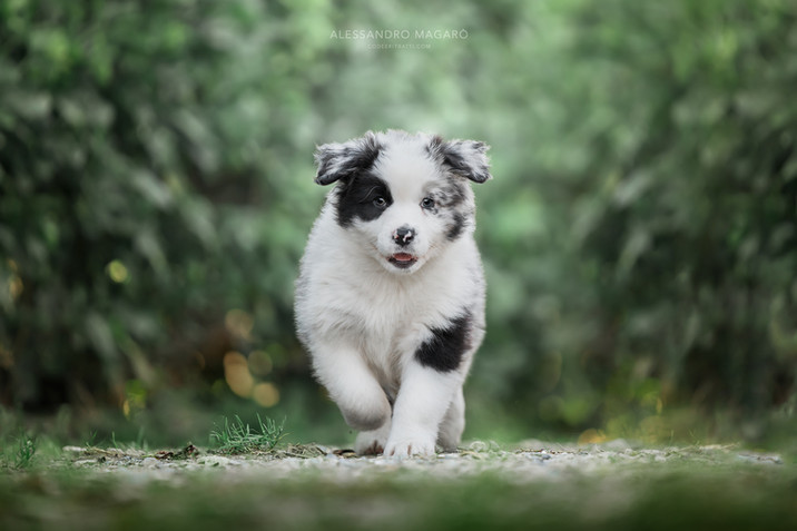 Australian Shepherd corre - Fotografia di cani Roma