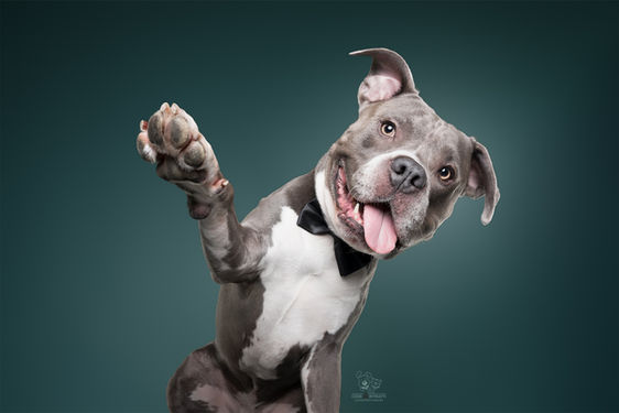 Cane Amstaff da' la zampa in studio - dog photography studio