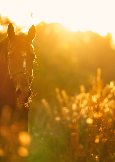gepaardmetkelly-horse-4810484.jpg