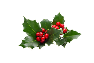 No Backgoruns holly.png