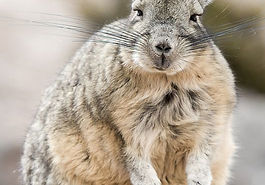 Vizcacha.jpg