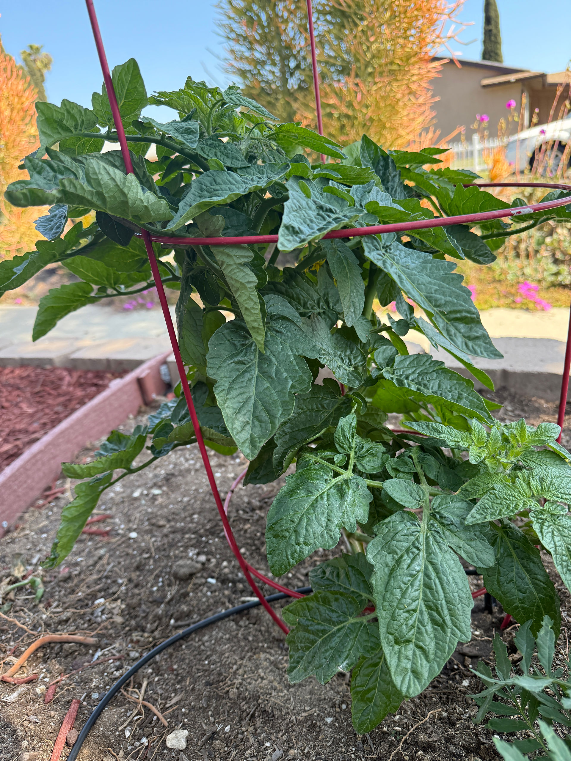 tomato 