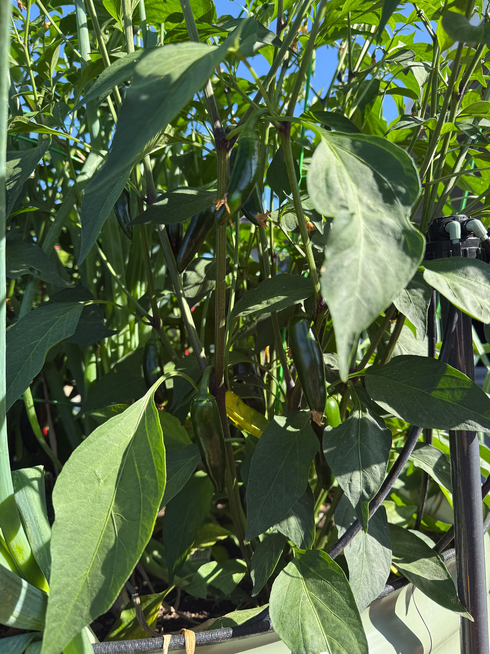 jalapeños 