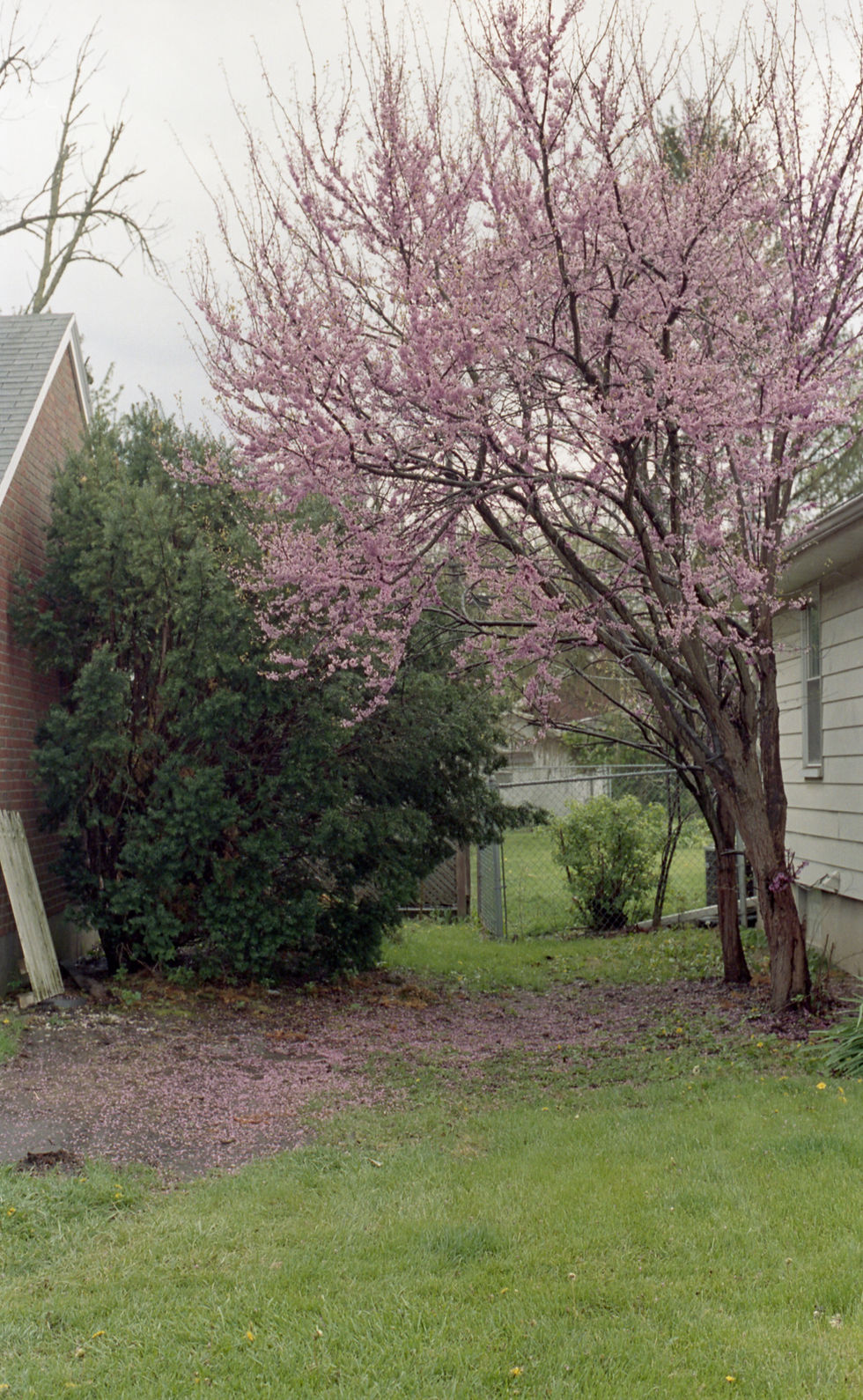Portra 400 Pushed to 200 - Cherry Blossom
