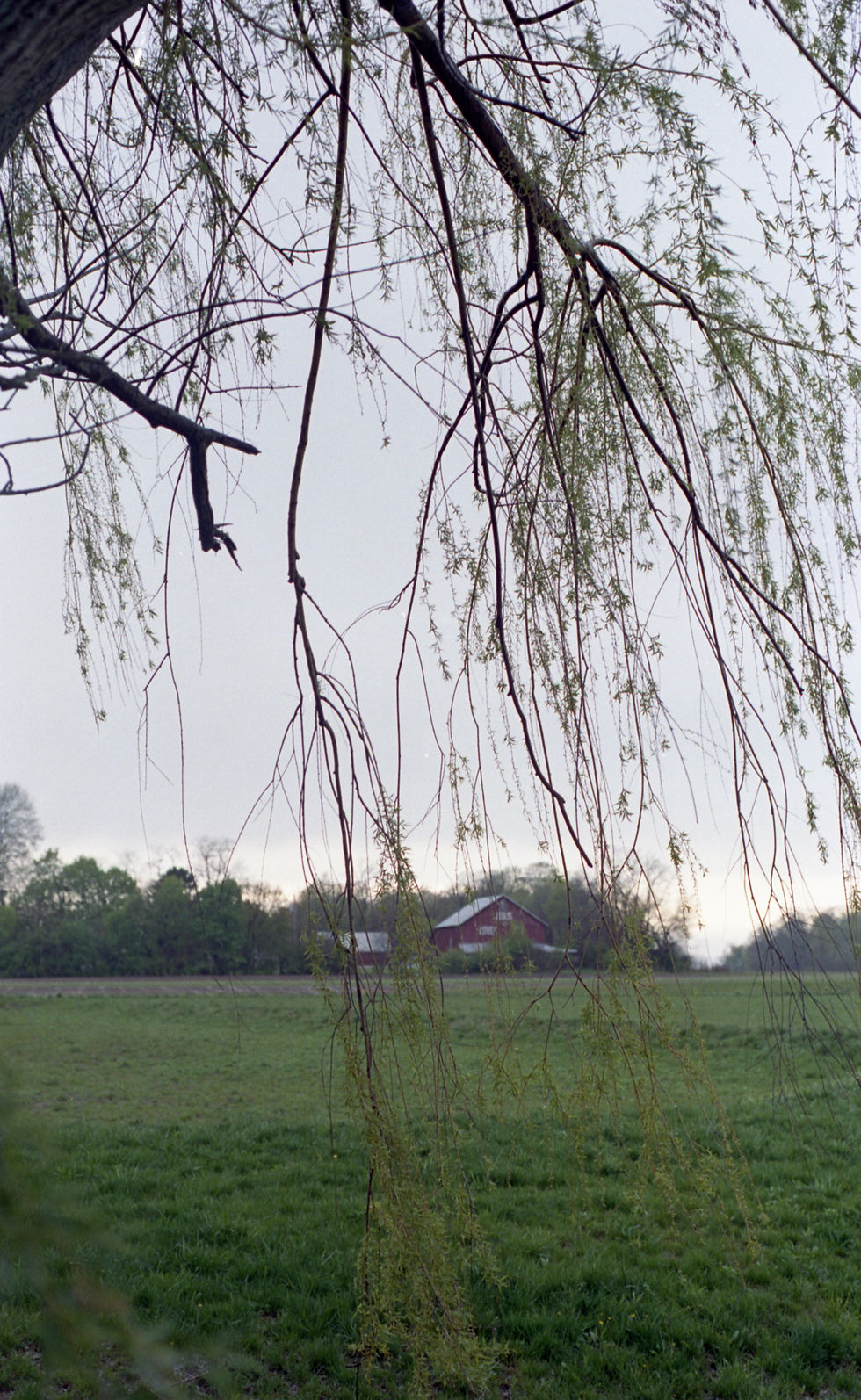 Portra 400 Pushed to 200 - Willow tree branches