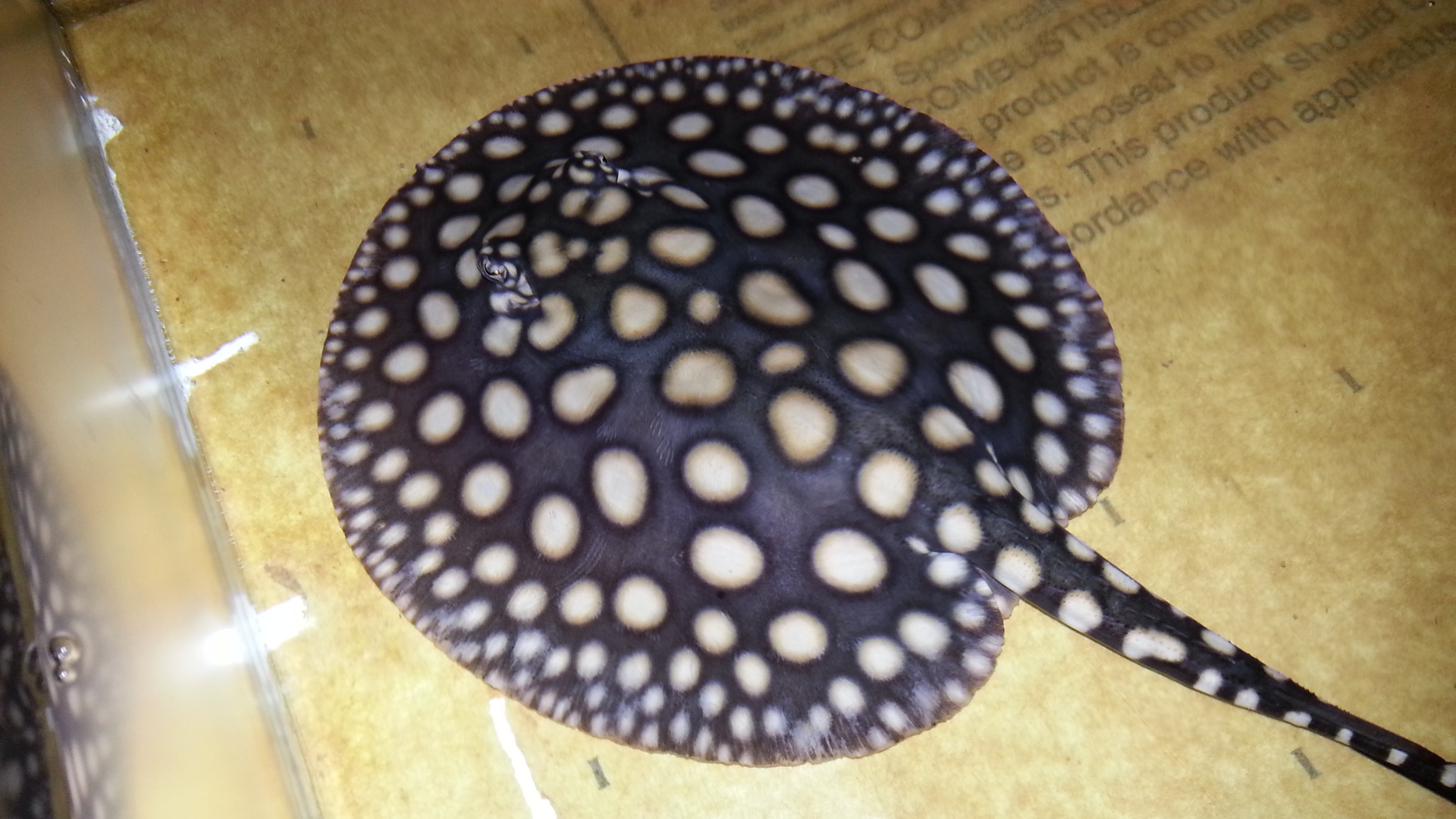 heiress black stingray