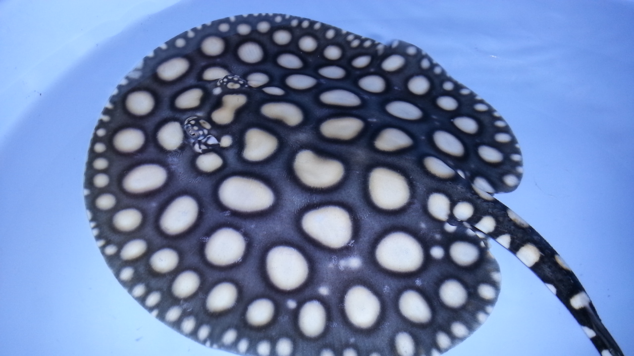 Stingrays for Sale Center for Stingray Biology