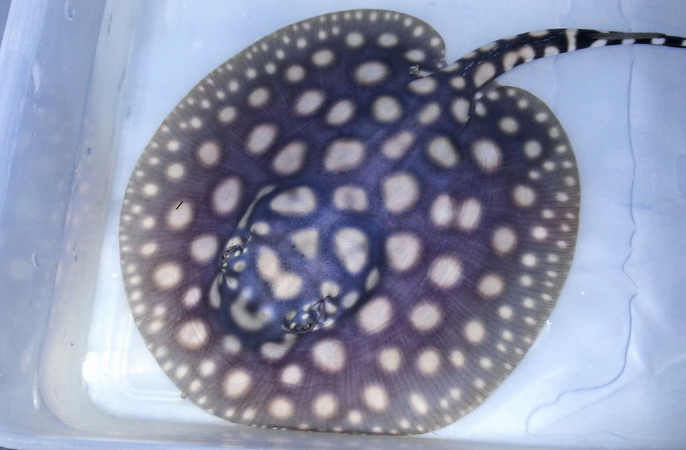 Black Diamond Hybrid Freshwater Stingray Center for Stingray Biology