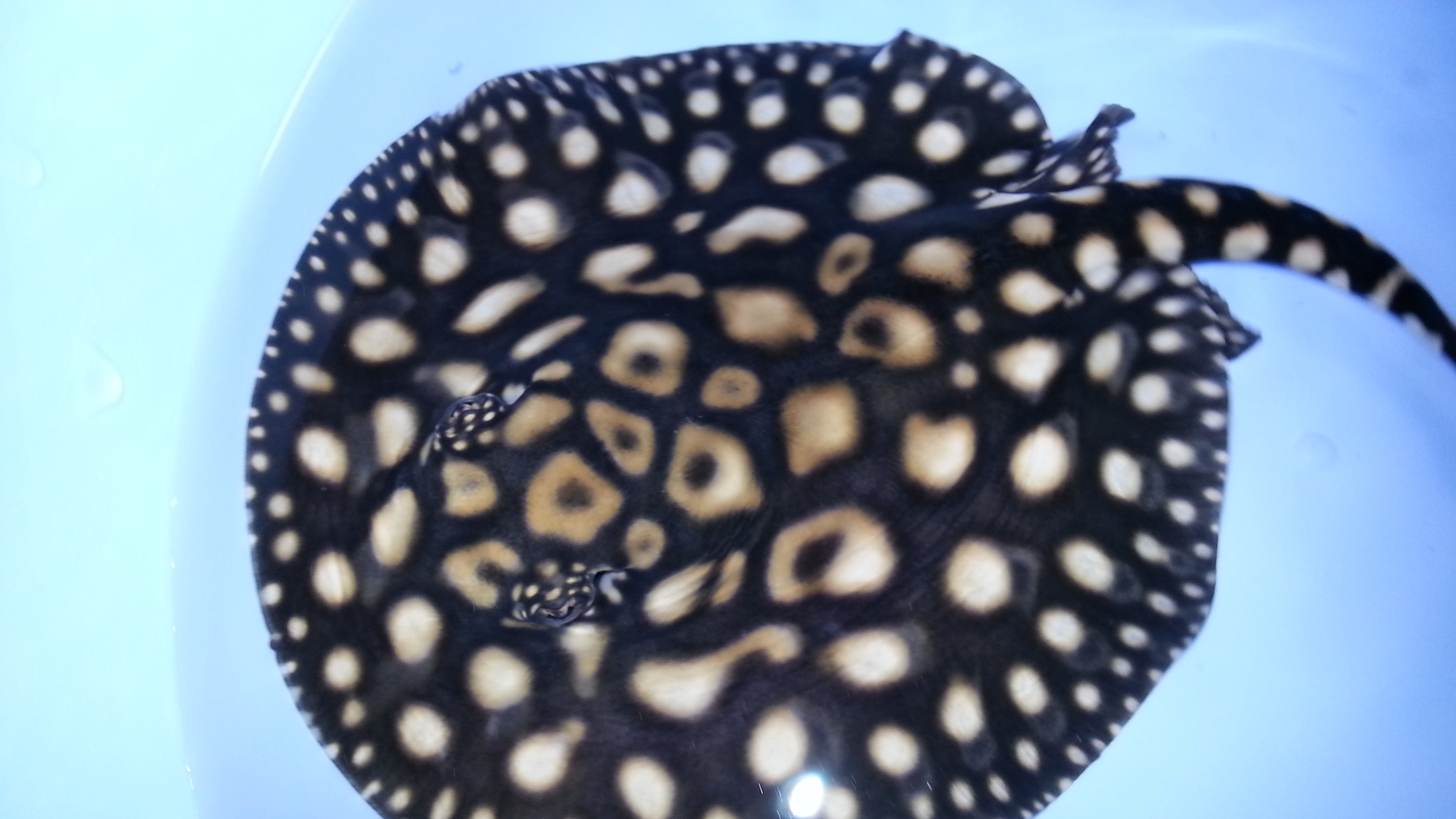 heiress black stingray