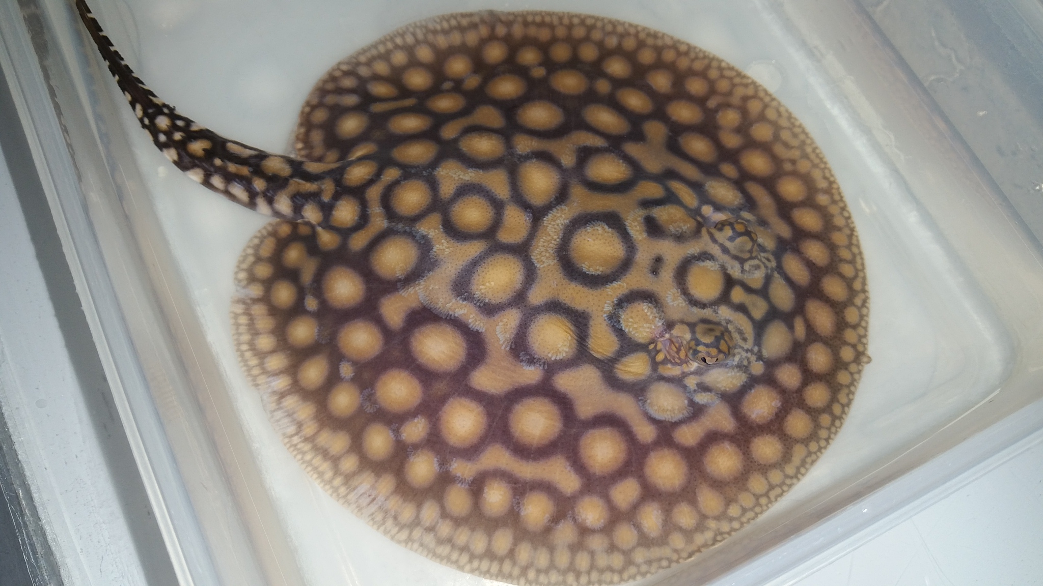 Stingrays for Sale Center for Stingray Biology