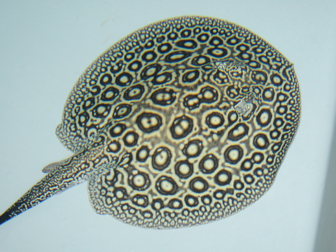 pearl stingray jabuti.png