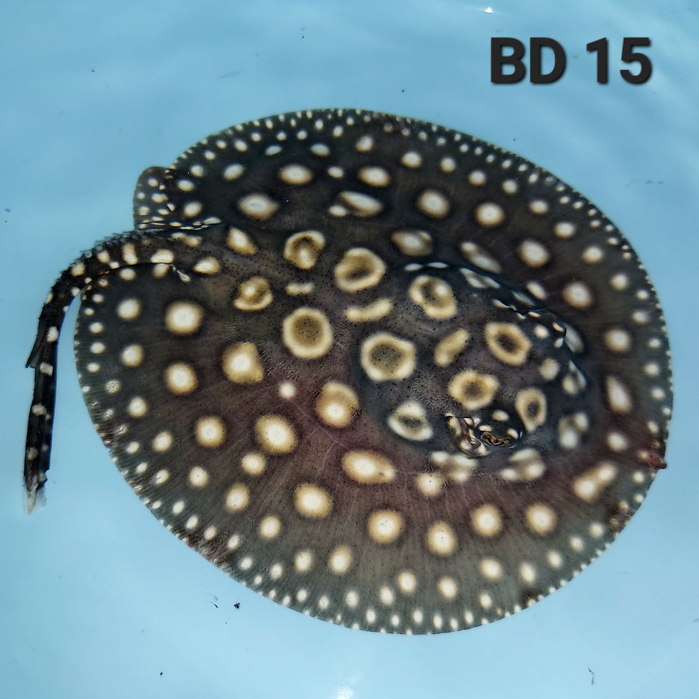 Black Diamond Stingray Center for Stingray Biology