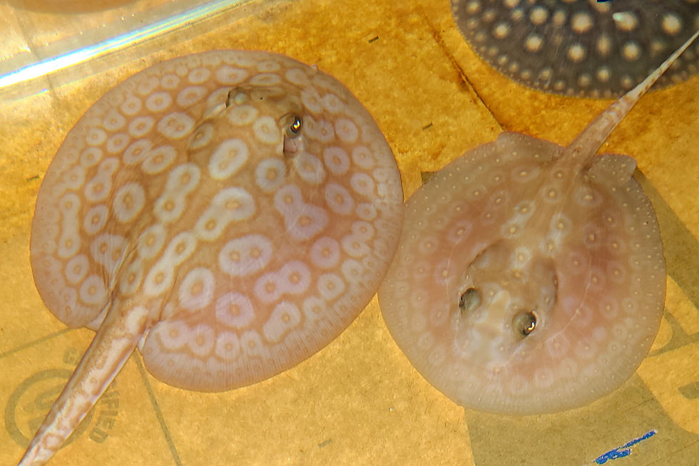 Thumbnail: Albino Pearl Freshwater Stingray (Potamotrygon jabuti)