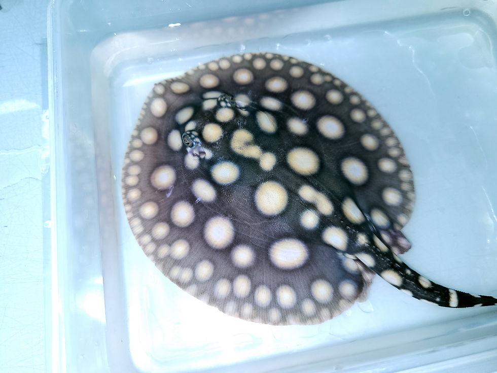 Thumbnail: Big Spot Black Diamond Hybrid Stingray (Potamotrygon leopoldi sp)