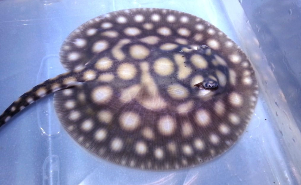 Black Diamond Hybrid Stingray (Potamotrygon leopoldi sp)