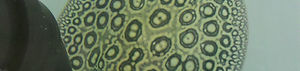 Potamotrygon jabuti