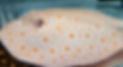 albino_boesemani_stingray.jpg