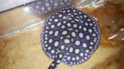 Black Diamond Hybrid Stingray
