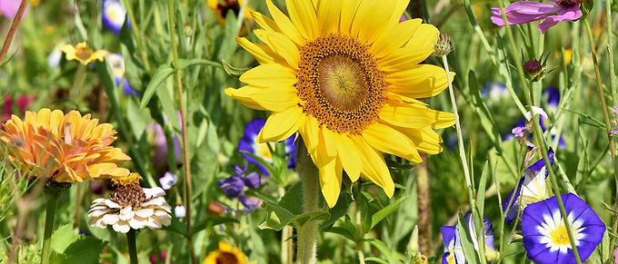 Bloemencorso Blankenberge