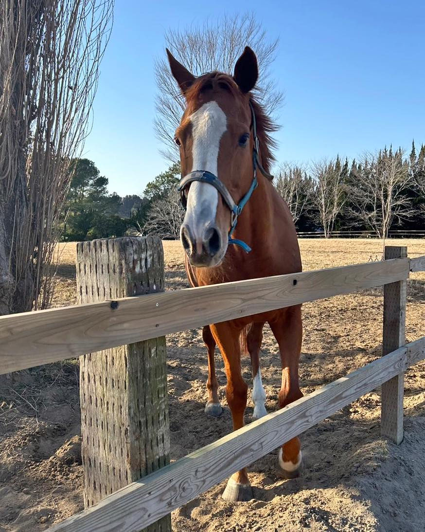 再就職支援プログラムでリトレーニング中のノーブルマーズ（セン馬、5月10日で満13歳）、通称オムレツくん。2018宝塚記念3着、目黒記念2着。その後南関東へ移籍し9歳まで競走生活を送っていました。いまもファンの方からのプレゼントなどが届く人気者。次のキャリアへ向けて頑張っています！