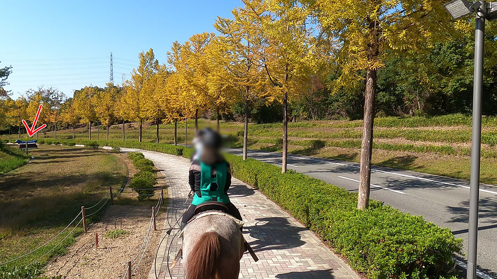 黄色と青空のコントラストが素晴らしい。↓がクロスカントリーの障害物。