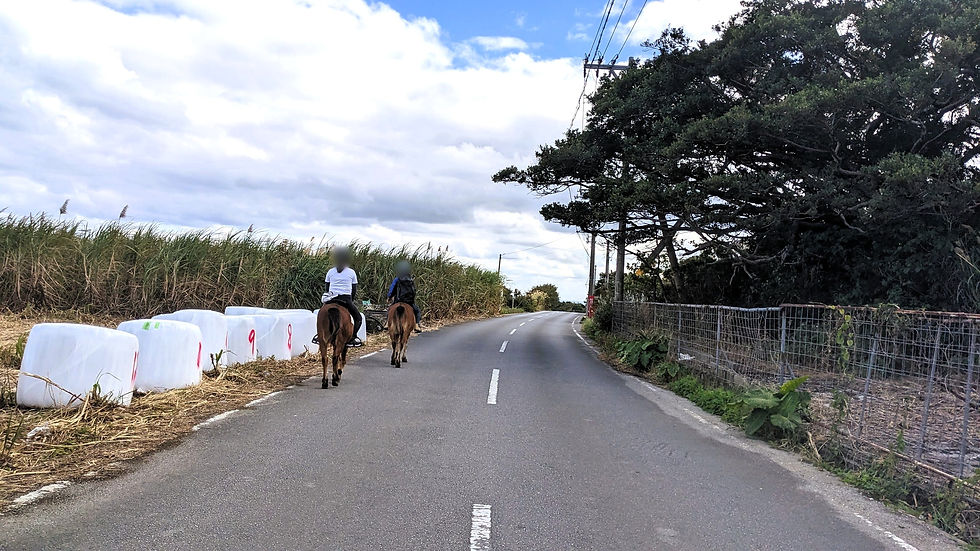 左側がサトウキビ畑。手前にある牧草ロールらしきものはサトウキビを入れているのだろうか…?