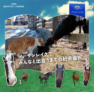 実は小学生の頃からの夢だった牧場暮らし🐴 今回はメトやメイショウドトウたちと出会うまでのお話…💭