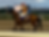 浦和競馬場。ラチ際だと馬が近い。