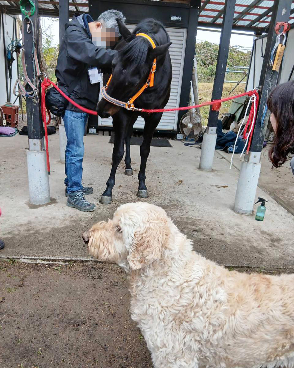 看板犬のおてんとうさんが見守る中、ワークショップで馬とのふれあいを実践。モデルはインカラム(再就職支援プログラム第40期生。画像提供:引退馬協会)