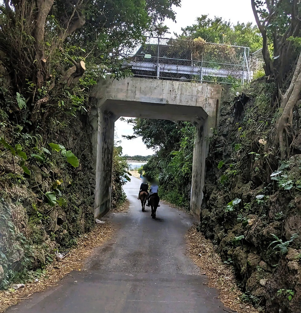 馬に乗ると何もかもエモに感じる不思議。