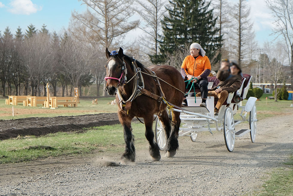 麦音ホースパークの敷地内では、今後、馬車の乗車体験が行われる予定