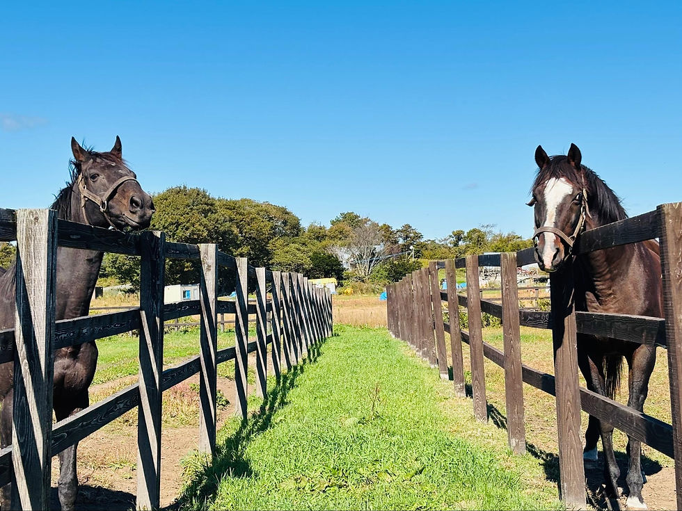 放牧地が隣なのでギムローズのウマ娘コンビがセットで見られる、ということにもなりますね❣️