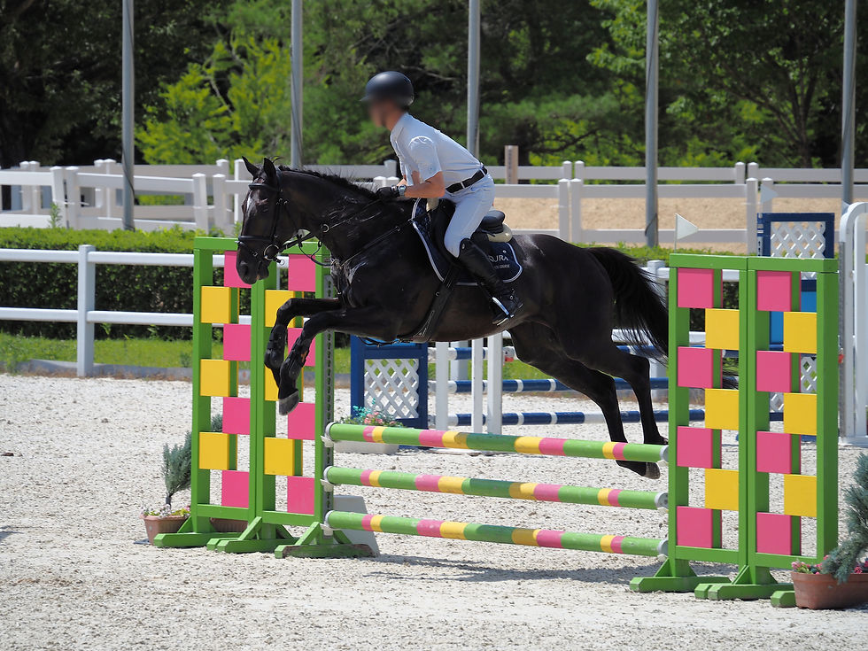 弾むこしあんボディもとい、障害を飛ぶディープボンド。夏は綺麗な新緑の木々に包まれる馬場。