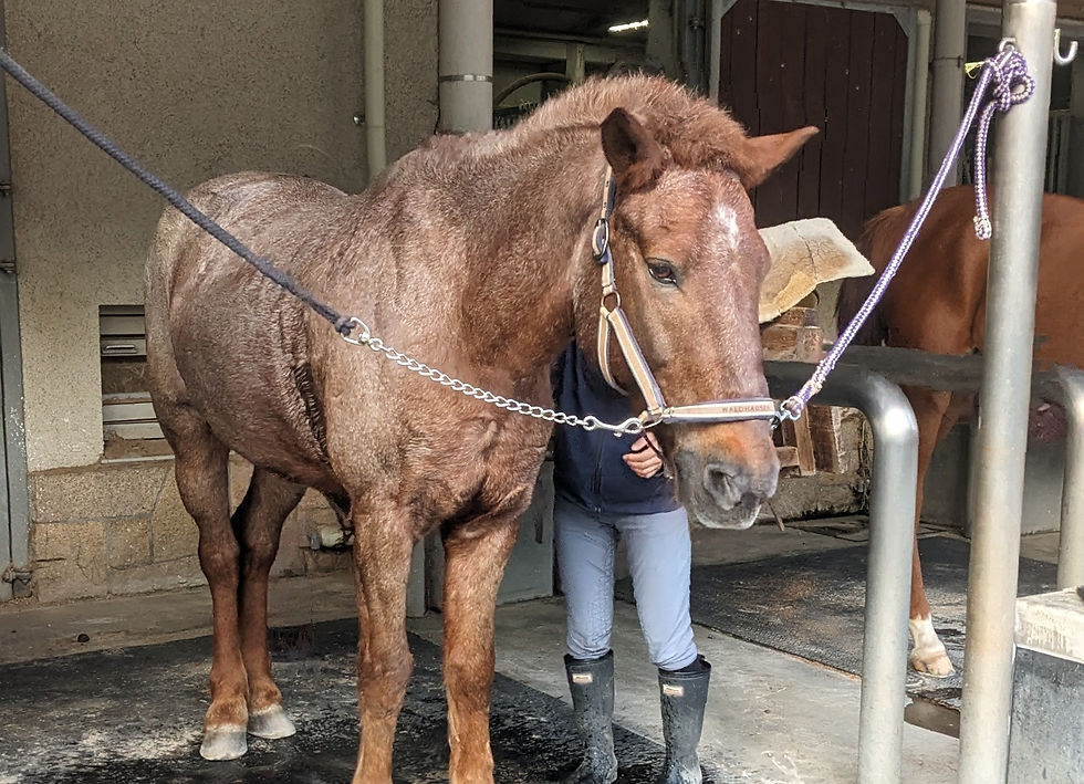 ケイタくん。栗毛?粕毛?