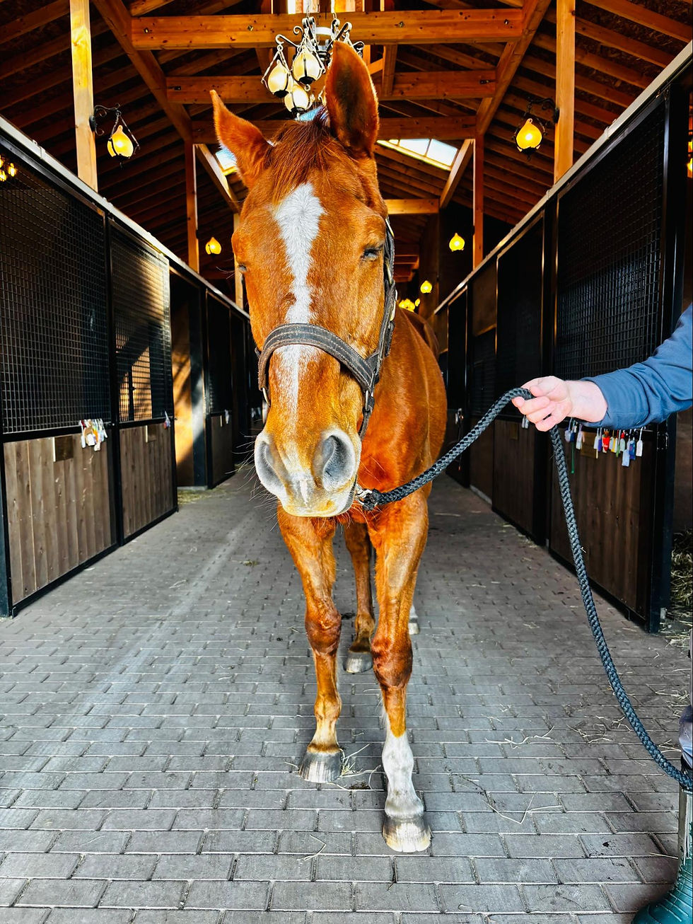 ジャパンも待ってます〜💤