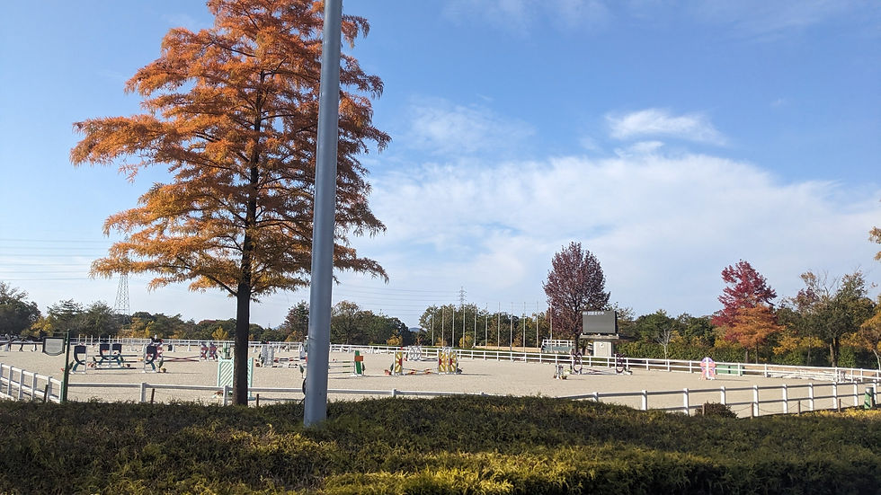障害馬術が行われる馬場。大分紅葉して茶色くなってきたのがわかる。