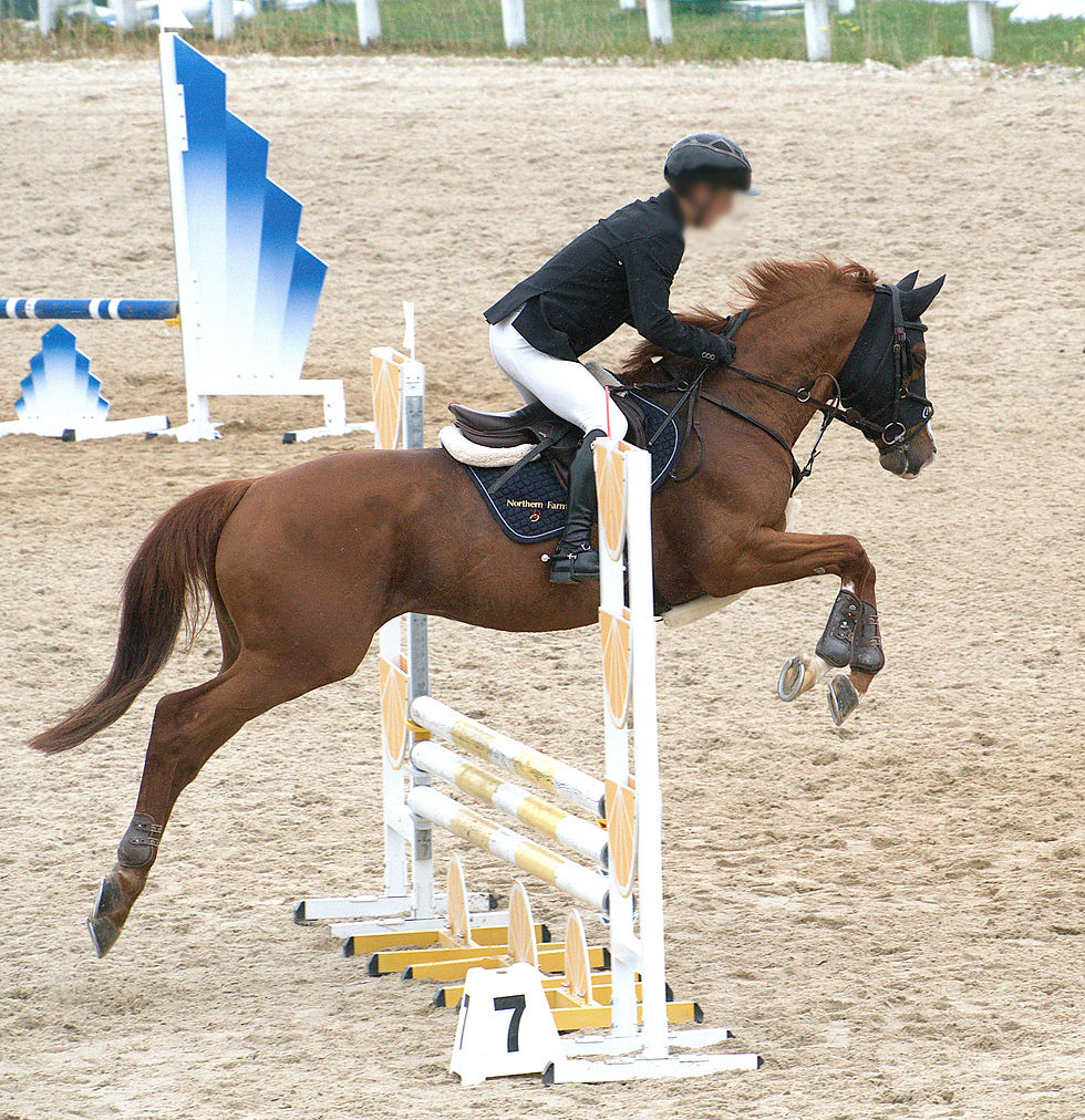 シュヴァルグラン号。なんだかんだで種牡馬引退後に見るのは初めてでした。