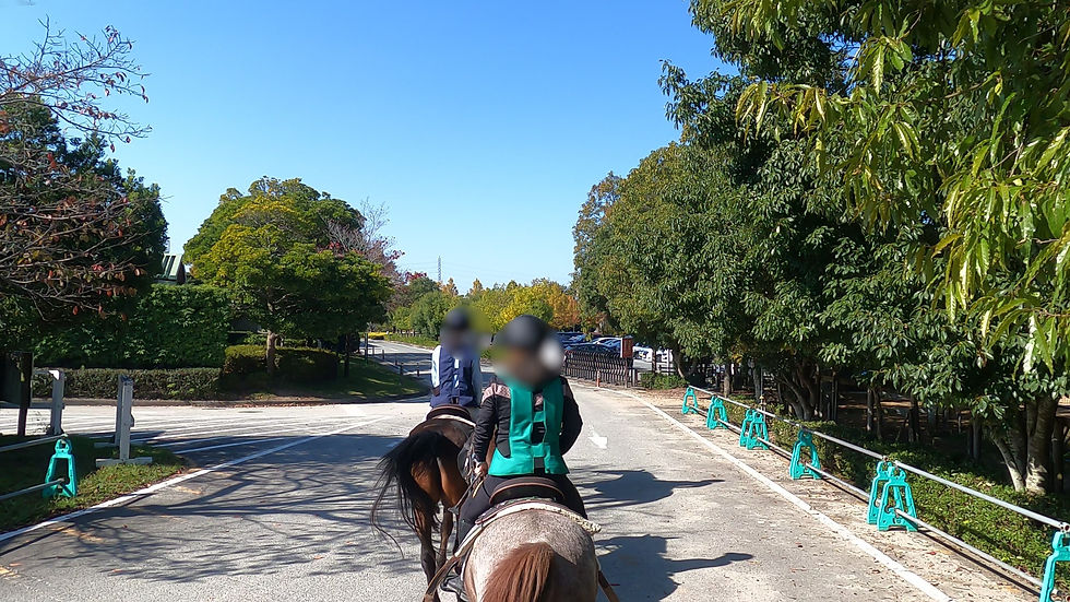 道路の真ん中を進んでいく。競技会があるため車が多かったが、馬達は慣れっこのようだ。
