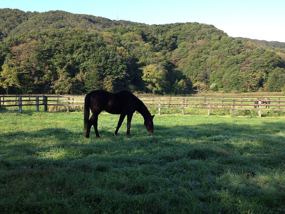 é€èç§å Žã§äœçãéããåŒé銬ãã¡ïŒã€ã¡ãŒãžç»åïŒ