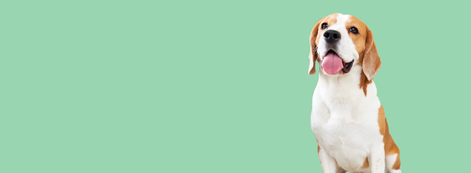beagle front image.jpg
