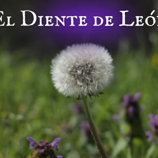 Usos Mágicos : Diente de León