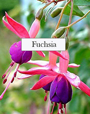 fuchsia text.jpg