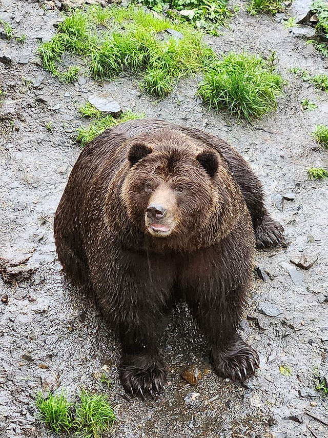 Chaik - Brown Bear